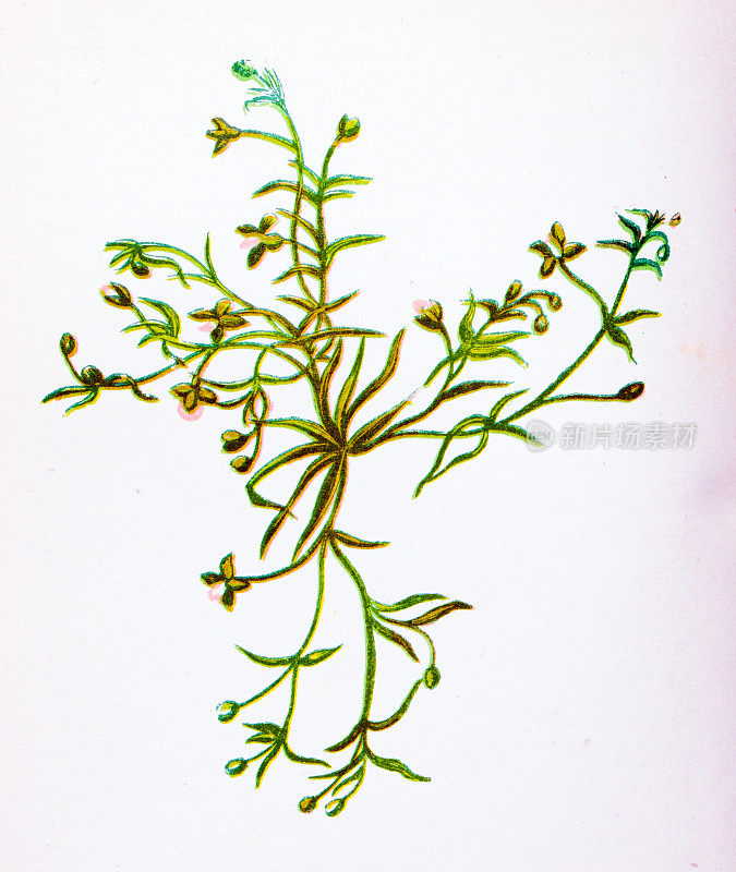 野生花卉的古董植物学插图:平卧珍珠草，Sagina procumbens